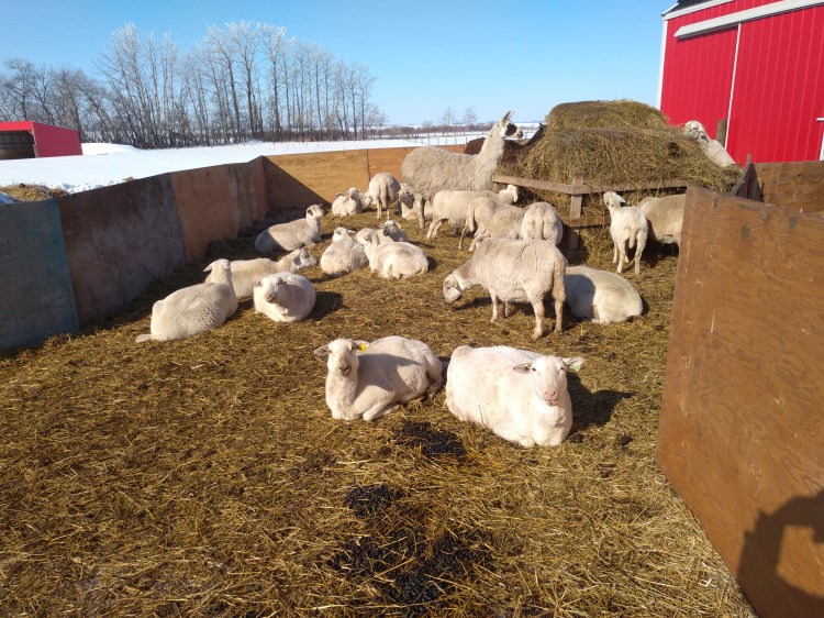 IMG_20180312_1156216