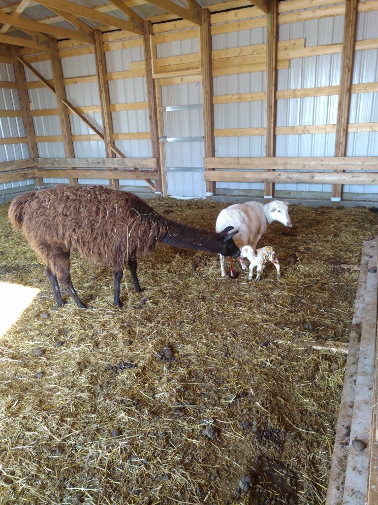 IMG_20180312_1233587