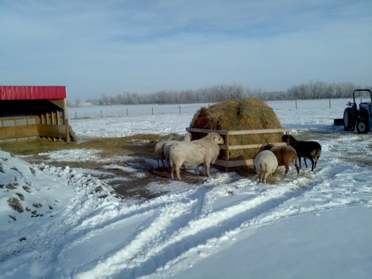 motorola imports 161